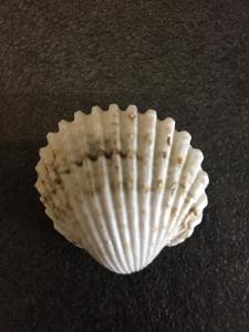 MAGNET GAVAMAR BLANC.jpg